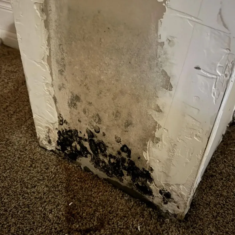 Professional Mold Removal in North Fair Oaks, CA